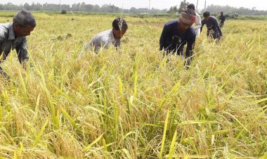 দিনাজপুরে শ্রমিক সংকটে ধান কাটতে পারছেন না কৃষক