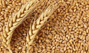 গম রপ্তানি নিষেধাজ্ঞা শিথিল করলো ভারত