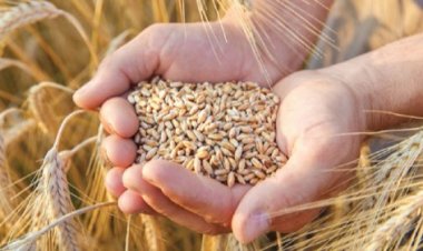  গম রপ্তানিতে নিষেধাজ্ঞা দিল ভারত