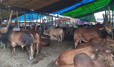 রাজধানীতে এবার ১৯ পশুর হাট 