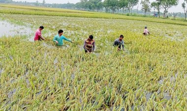কোমরসমান পানির নিচে সোনালি ধান, শ্রমিক সংকটে কৃষকের আনন্দ ম্লান