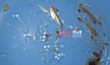 হালদায় ডিম ছেড়েছে মা মাছ