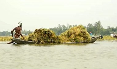 জামালপুরে বন্যায় ডুবেছে ১০ গ্রামের বোরো ধান