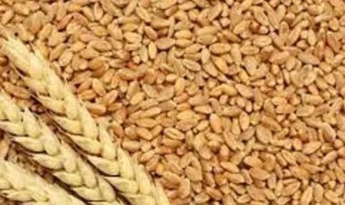 প্রতিবেশী দেশগুলোতে গম রপ্তানি অব্যাহত রাখবে ভারত