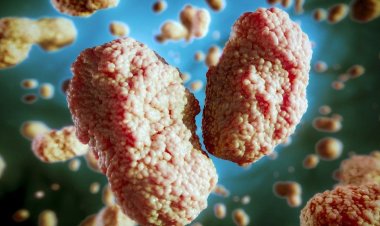  মাঙ্কিপক্স ছড়িয়েছে ২৩ দেশে, আক্রান্ত আড়াই শতাধিক