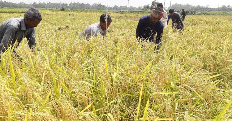 দিনাজপুরে শ্রমিক সংকটে ধান কাটতে পারছেন না কৃষক