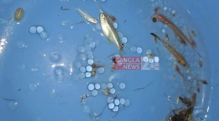 হালদায় ডিম ছেড়েছে মা মাছ