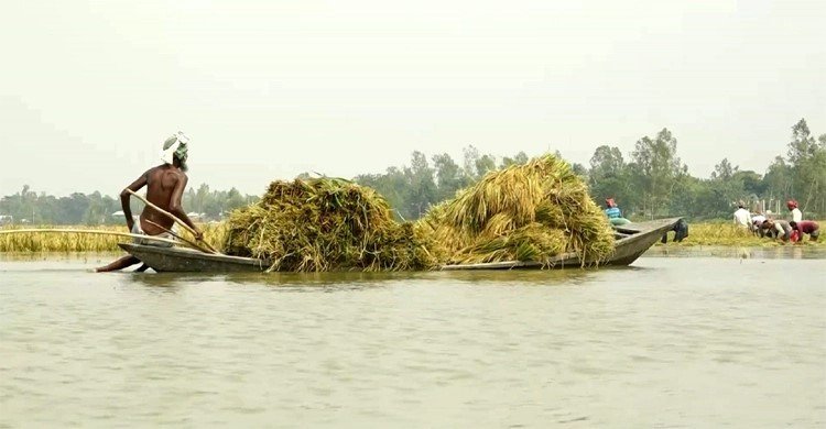 জামালপুরে বন্যায় ডুবেছে ১০ গ্রামের বোরো ধান