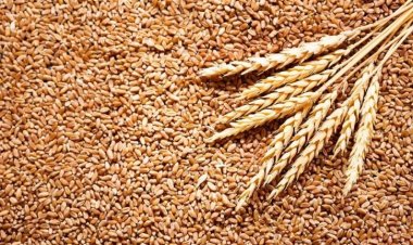  বাংলাদেশমুখী গমবোঝাই ৬ হাজার ট্রাক আটকে রেখেছে ভারত