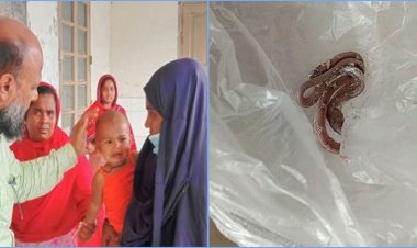 শিশুর কামড়ে সাপের মৃত্যু