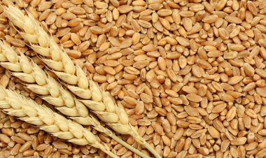  ৩ লাখ টন শস্য ধ্বংস করেছে রাশিয়া, অভিযোগ ইউক্রেনের