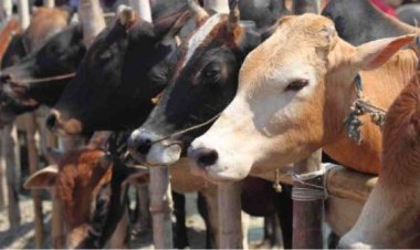 ঈদুল আজহায় কোরবানির পশুর কোনো অভাব হবে না : মন্ত্রী