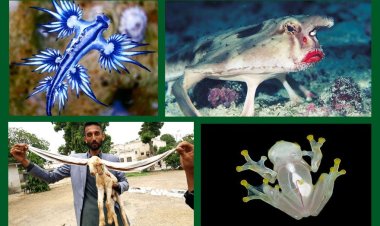 লিপস্টিক পরা মাছ, লম্বকর্ণ ছাগল, নীল ড্রাগন...পৃথিবীর কোথায় হদিস মেলে এই ‘সুন্দরী’দের