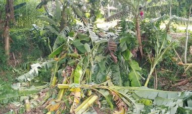 খুলনায় ৫ শতাধিক কলাগাছ কেটে ফেলল প্রতিপক্ষ