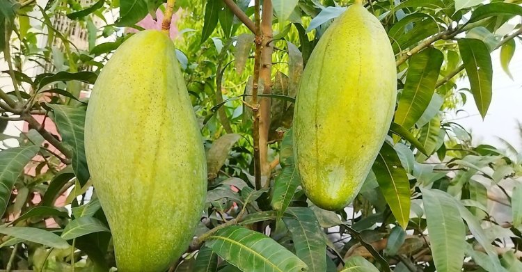 আমের ওজন ৫ কেজি, দেখতে মানুষের ভিড়