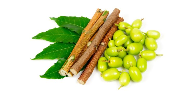 নিমডাল দিয়ে দাঁত মাজার উপকারিতা