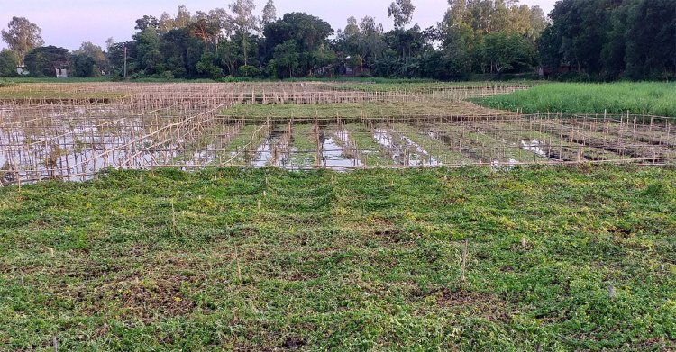 বন্যার প্রভাব মুন্সীগঞ্জে, তলিয়ে যাচ্ছে সবজি ও ধান