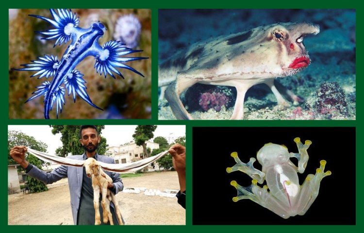 লিপস্টিক পরা মাছ, লম্বকর্ণ ছাগল, নীল ড্রাগন...পৃথিবীর কোথায় হদিস মেলে এই ‘সুন্দরী’দের