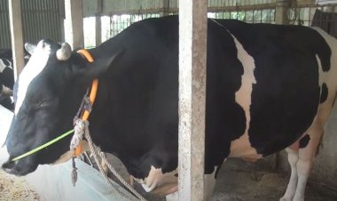 নরসিংদীর যুবরাজের ওজন ৩৭ মণ, দাম ১০ লাখ