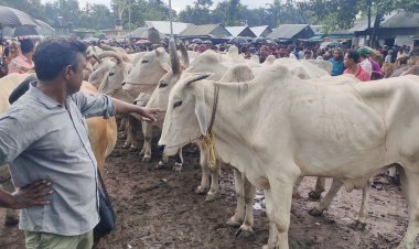 কুড়িগ্রামে ভারতীয় গরুর দাপট,  আতঙ্কে দেশি খামারিরা