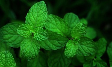 পুদিনা পাতার উপকারিতা