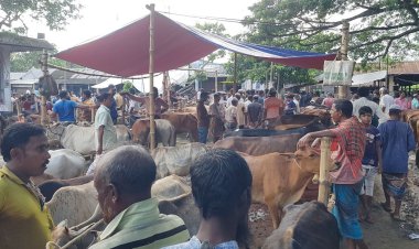 বেপারী সংকটে লোকসানে সাতক্ষীরার গরুর খামারিরা