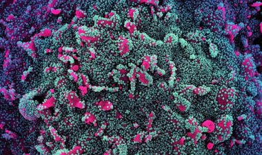 দ্রুত ছড়িয়ে পড়ছে ওমিক্রনের নতুন দুই ভ্যারিয়েন্ট ‘বিএ.৪’ এবং ‘বিএ.৫’