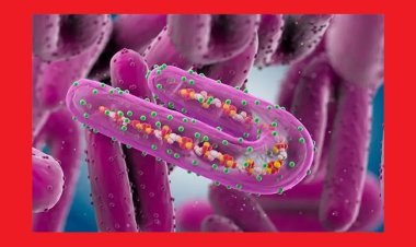 ঘানায় অত্যন্ত সংক্রামক মারবার্গ ভাইরাসের হানা