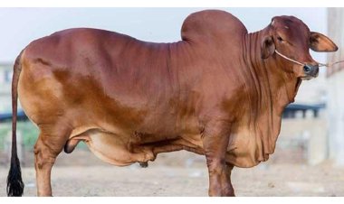 কৃত্রিম উপায়ে মোটাতাজা করা গরু চিনবেন যেভাবে