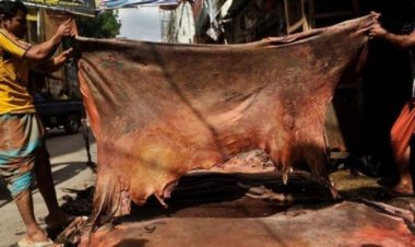 কম দামে অর্ধেক চামড়া নিয়ে যাচ্ছে চীন