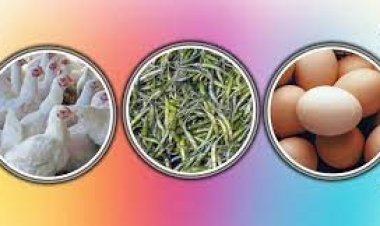 কাঁচা মরিচের ডাবল সেঞ্চুরি, দাম বেড়েছে ডিম-মুরগিরও