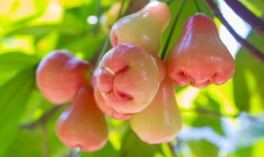 জামরুল খাওয়ার উপকারিতা