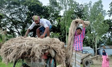 চাঁদপুরে অর্ধেকে নেমেছে পাটের দাম, হতাশ কৃষক