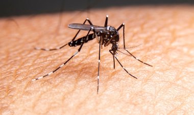 মশা তাড়ানোর উপায়