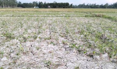 তীব্র খরা উত্তরে, ফেটে চৌচির জমিতে সেচের বাড়তি খরচ