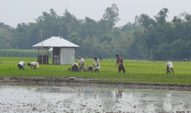 নীলফামারীতে ভরা বর্ষায়ও বৃষ্টি নেই, আমন নিয়ে দুশ্চিন্তায় কৃষকরা