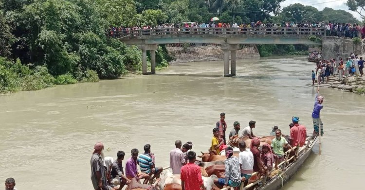 ধলেশ্বরী নদীতে গরুবোঝাই ট্রলারডুবিতে ৬টি গরু মৃত