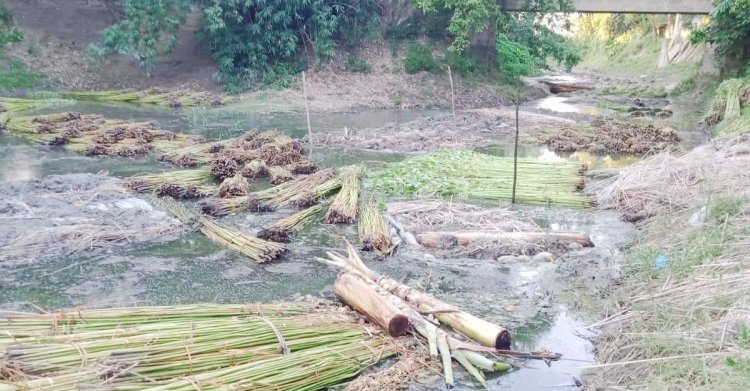 পাটের বাম্পার ফলন, তবুও দুশ্চিন্তায় চাষিরা