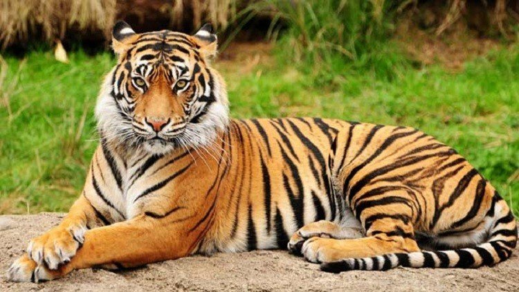 চার বছরে বাঘ বেড়েছে ৮টি