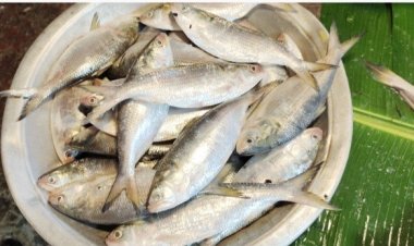 ভরা মৌসুমেও ইলিশের দেখা মিলছে না: দাম বেশি