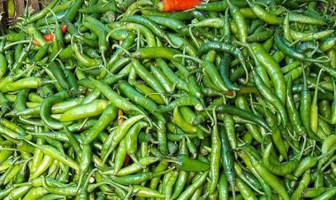 কাঁচামরিচের কেজি ৩২০