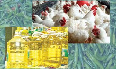 ব্রয়লার মুরগি কেজিতে ৪০, সয়াবিন ২০ টাকা বাড়লো