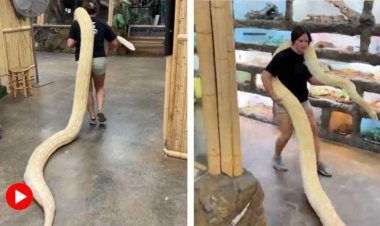 অতিকায় ধবধবে পাইথন জড়িয়ে রয়েছেন সর্বাঙ্গে! তরুণী কী করছেন সাপের সঙ্গে