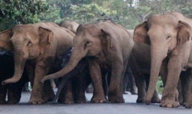  আসামে বুনো হাতির আক্রমণে শিশুসহ ৩ জনের মৃত্যু