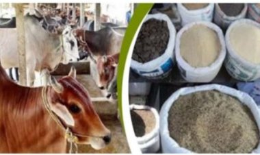 গো-খাদ্য ও জ্বালানির চড়া দামে সংকটে দুগ্ধ শিল্প