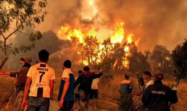 আলজেরিয়ায় দাবানলে ২৬ জনের মৃত্যু