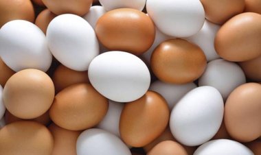 ডিম আমদানি হবে না: কৃষিমন্ত্রী