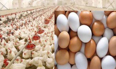 ডিম-মুরগির দাম বাড়িয়ে মুনাফা লুটেছে মধ্যস্বত্বভোগীরা: বিপিআইসিসি