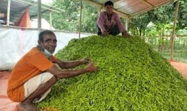 নওগাঁয় কাঁচামরিচের কেজি ৫০ টাকা