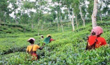 চা-শ্রমিকদের কর্মবিরতি প্রত্যাহার, আগের মজুরি ১২০ টাকাতেই কাজের সিদ্ধান্ত